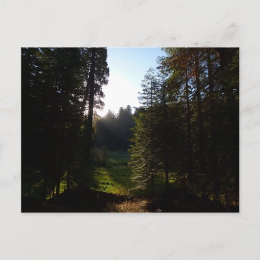 Carte Postale Le matin de la prairie du croissant dans le parc n (Devant)