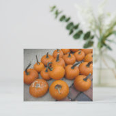 Carte Postale Le Mess Des Citrouilles (Debout devant)