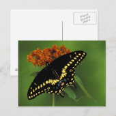 Carte Postale Le Michigan, Rochester. Noir oriental américain (Devant / Derrière)