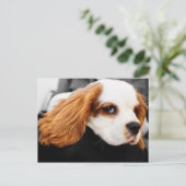 Carte Postale Le mignon roi Charles Spaniel (Debout devant)