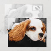 Carte Postale Le mignon roi Charles Spaniel (Devant / Derrière)