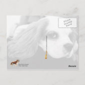 Carte Postale Le mignon roi Charles Spaniel (Dos)