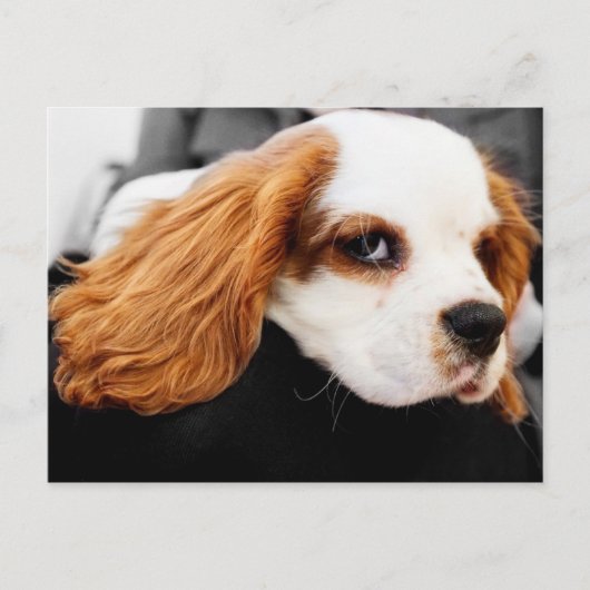 Carte Postale Le mignon roi Charles Spaniel (Devant)