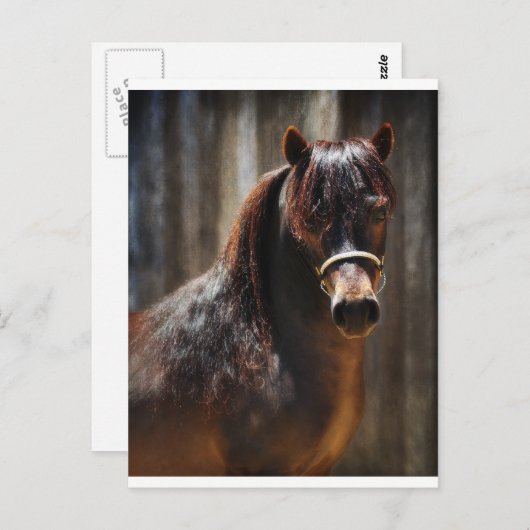 Carte Postale Le Mini Stallion (Devant / Derrière)