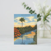 Carte Postale Le miroir de la nature en Floride (Debout devant)