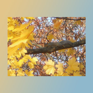 Carte Postale Le moment zen de l'écureuil