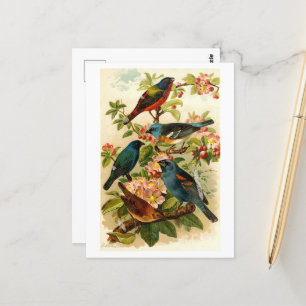 Carte Postale Le monde des oiseaux nord-américains, tzel Gustav 