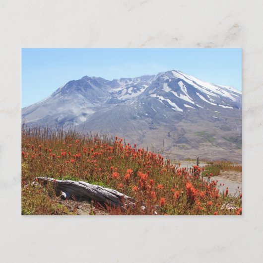 Carte Postale Le Mont Saint-Hélène Fleur sauvage (Devant)