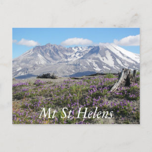Carte Postale Le Mont St Helens Fleurs sauvages