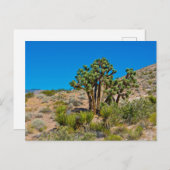 Carte Postale Le Monument national de Gold Butte (Devant / Derrière)