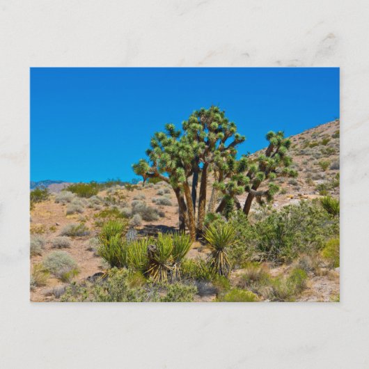 Carte Postale Le Monument national de Gold Butte (Devant)