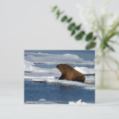Carte Postale Le morse dans l'océan Arctique (Debout devant)