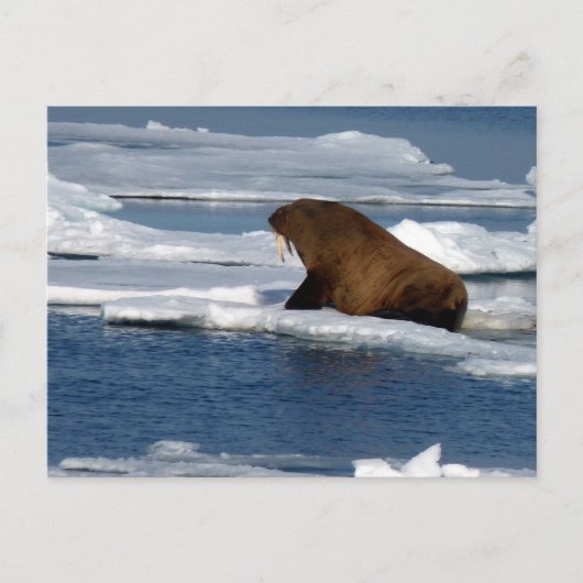 Carte Postale Le morse dans l'océan Arctique (Devant)