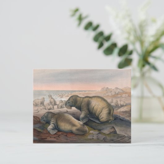 Carte Postale Le morse par Joseph Wolf (Debout devant)