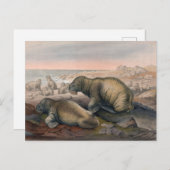 Carte Postale Le morse par Joseph Wolf (Devant / Derrière)