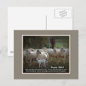 Carte Postale Le mouton de ses écritures (Devant / Derrière)