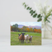 Carte Postale Le mouton du Vermont en automne (Debout devant)