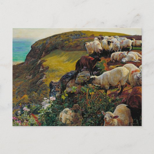 Carte Postale Le mouton écarté (Devant)