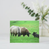 Carte Postale Le mouton et le mouton (Debout devant)