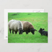 Carte Postale Le mouton et le mouton (Devant / Derrière)