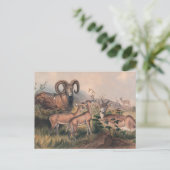 Carte Postale Le mouton sauvage de Vigne par Joseph Wolf (Debout devant)