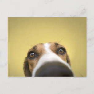 Carte Postale le nettoyeur de lentilles