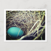 Carte Postale Le nid de Robin | (Devant)