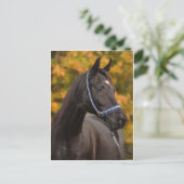 Carte Postale Le Noble Arabe (Debout devant)