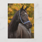 Carte Postale Le Noble Arabe (Devant)