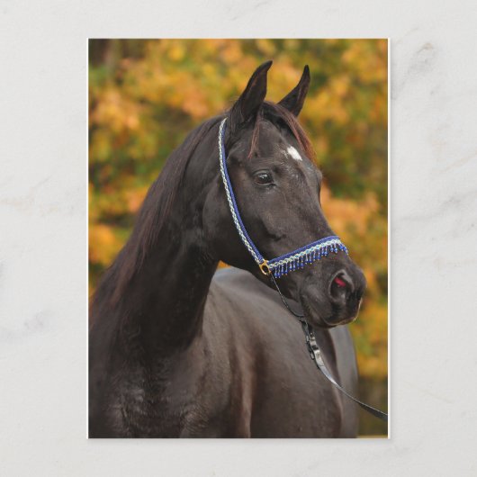 Carte Postale Le Noble Arabe (Devant)