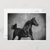 Carte Postale Le noir (Devant / Derrière)