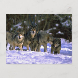 Carte Postale Le pack de loups gris au bord de la forêt enneigée