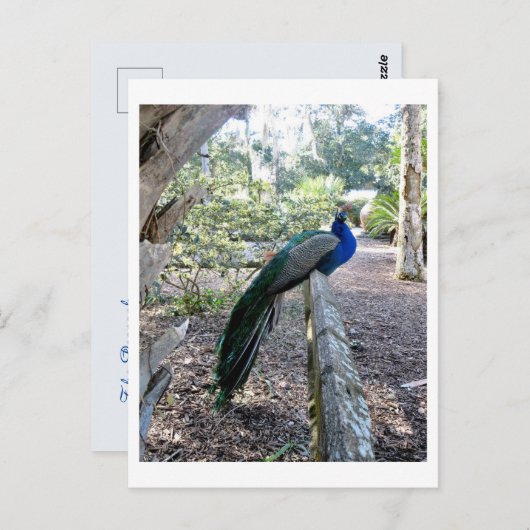 Carte Postale Le paon (Devant / Derrière)