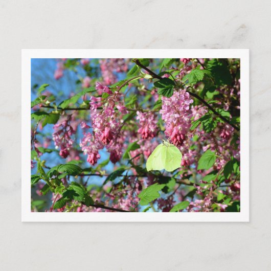 Carte Postale Le papillon Brimstone sur un currant de fleurs Bus (Devant)