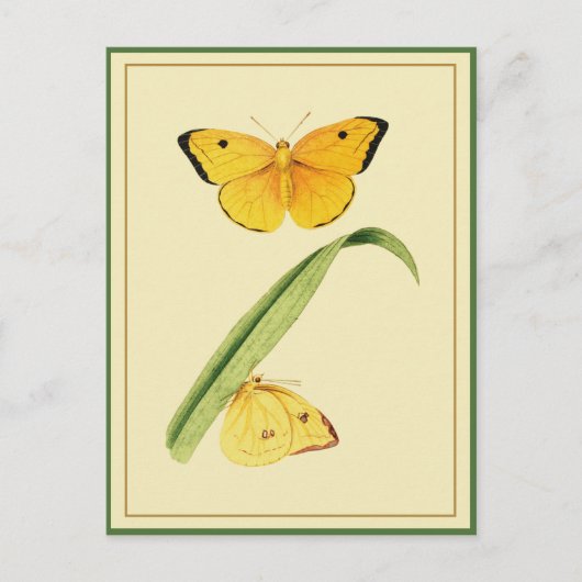 Carte Postale Le papillon Colias de Godart (Devant)