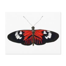 Le papillon du facteur rouge