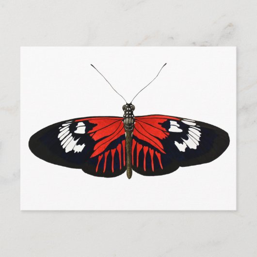 Carte Postale Le papillon du facteur rouge (Devant)