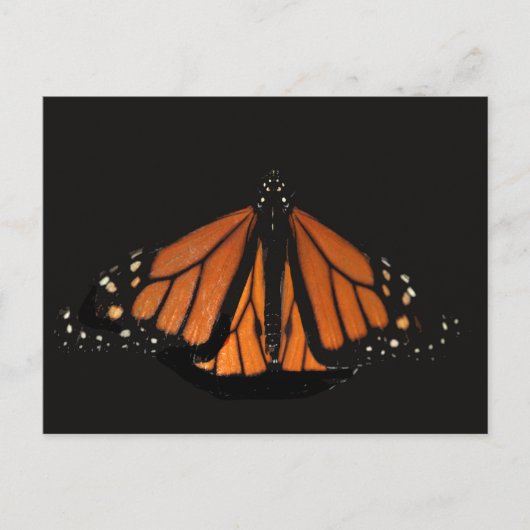 Carte Postale Le papillon Monarque dans la clé d'Orange (Devant)