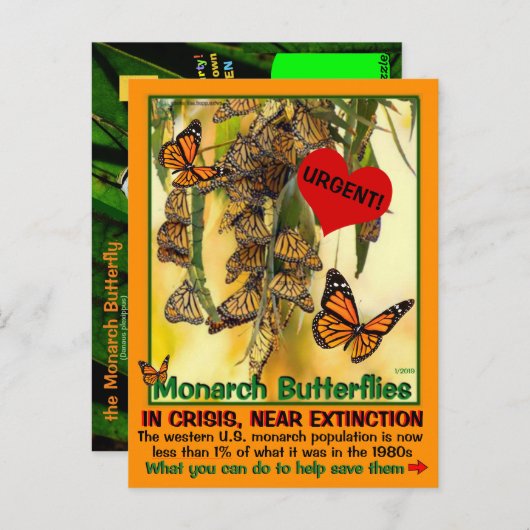 Carte Postale Le papillon monarque est en danger - aidez-les - (Devant / Derrière)