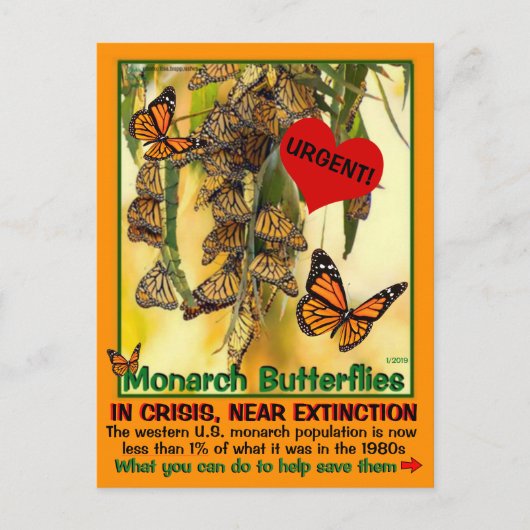 Carte Postale Le papillon monarque est en danger - aidez-les - (Devant)