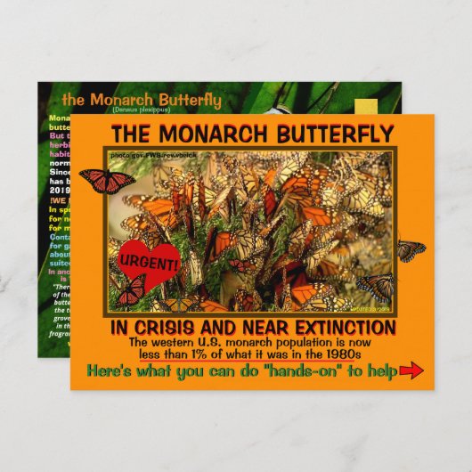 Carte Postale Le papillon monarque est en danger, comment aider  (Devant / Derrière)