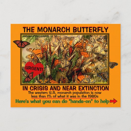 Carte Postale Le papillon monarque est en danger, comment aider (Devant)