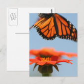 Carte Postale Le papillon Monarque prend son envol (Devant / Derrière)