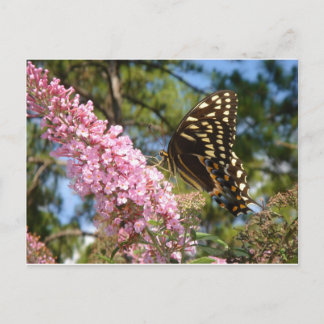 Carte Postale Le papillon parfait !