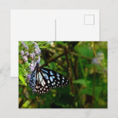 Carte Postale le papillon pointillé noir et blanc (Devant / Derrière)