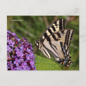Carte Postale Le papillon Swallowtail sur le papillon Bush (Devant)