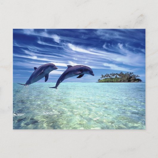Carte Postale Le paradis des dauphins (Devant)