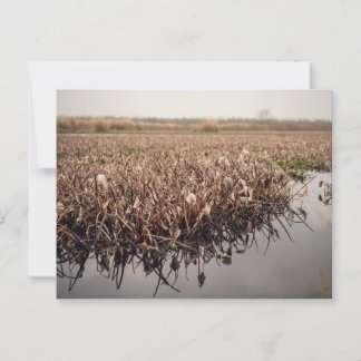 Carte Postale Le Parc d'État de Brazos