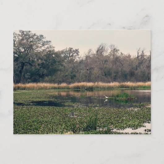 Carte Postale Le Parc d'État de Brazos (Devant)