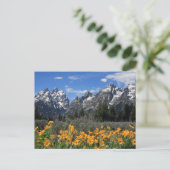 Carte Postale Le Parc national de Grand Teton (Debout devant)